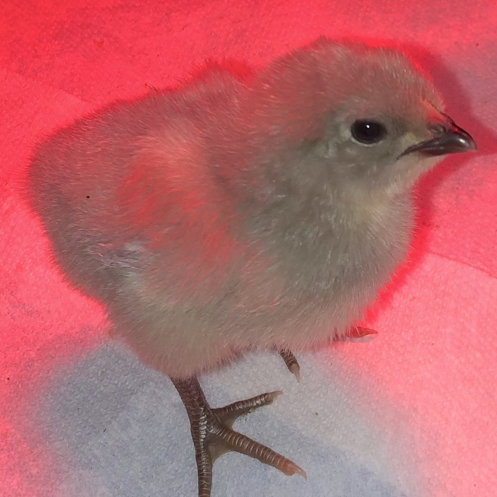 Oh hi meet Louisa! My lavender Orpington!
